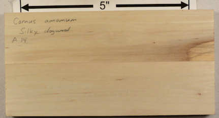 dogwood, silky 1a s25 plh.jpg